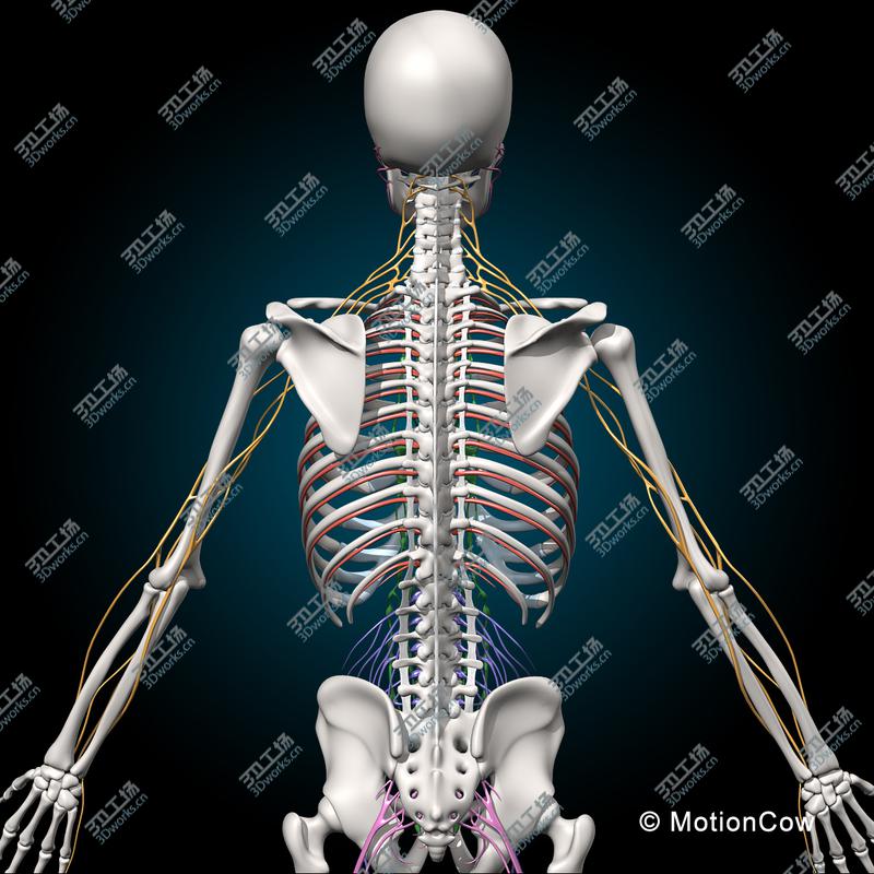 images/goods_img/2021040232/Skeleton & Nervous System/5.jpg